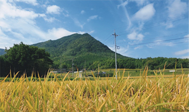 稲穂の風景のイメージ